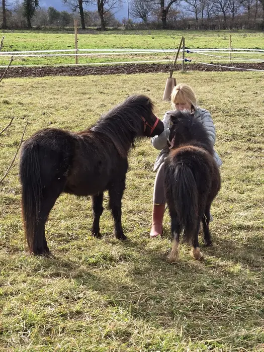 Two dark Falabella miniature horses being haltered by a person in a sunlit winter pasture, a fenced grass field behind.
