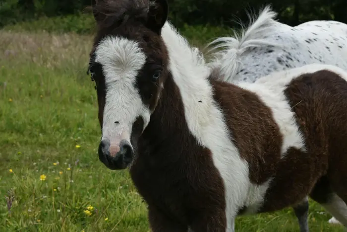 Close-up of a black-and-white pinto Falabella foal with a wide white blaze, a spotted Appaloosa pony grazing behind in green pasture.