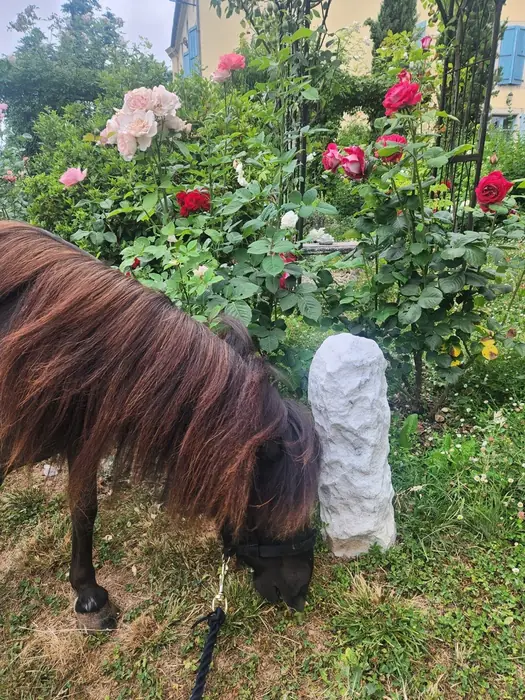 A dark bay Falabella with a long mane grazing on a lead rope beside a flowerbed of pink and red roses in a garden.