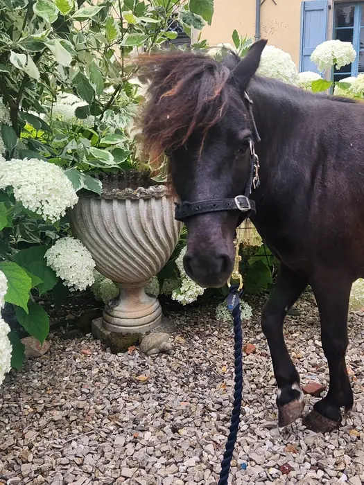 A black Falabella in a halter on a lead rope, standing on gravel beside white hydrangeas and a stone urn planter.