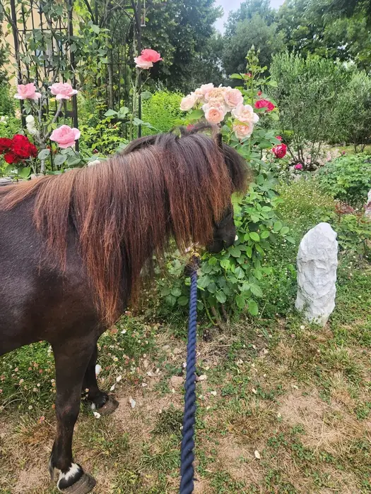 A dark bay Falabella with a flowing mane on a blue lead rope, grazing near pink roses and a small garden statue.
