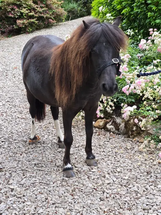 A black Falabella with a long dark mane standing on a gravel path beside blooming shrubs, viewed from the front.