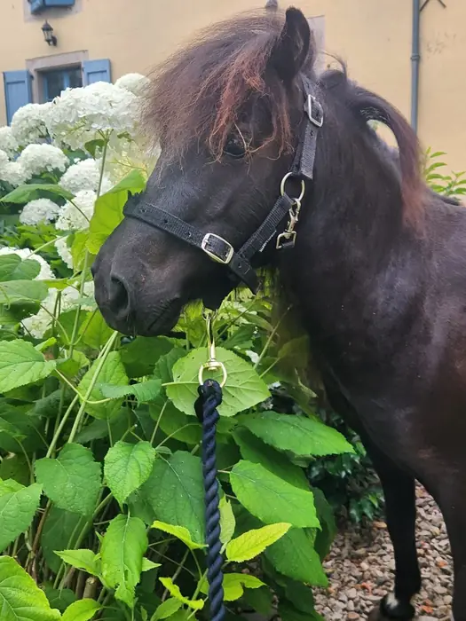 Close-up of a black Falabella in a halter and lead rope, its head framed by white hydrangea blooms against a yellow house.