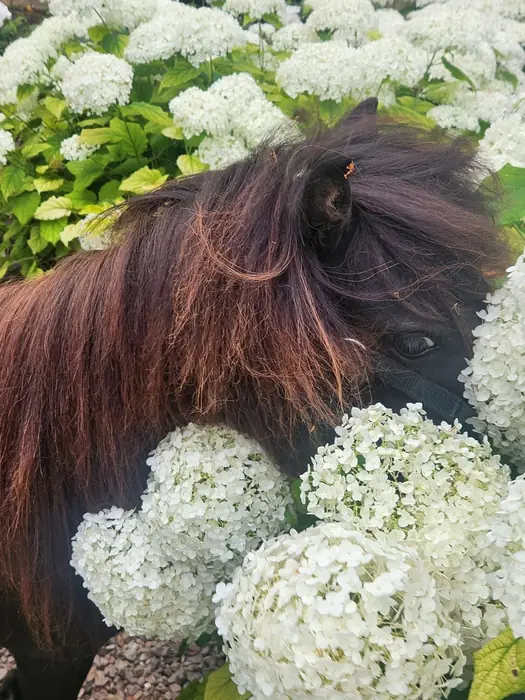 A dark bay Falabella with a long windblown mane resting its head among white hydrangea flowers.