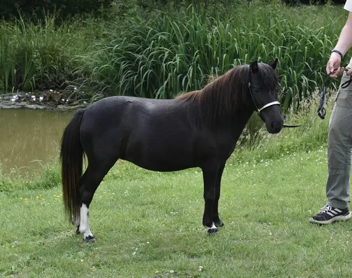 A black Falabella with white leg markings standing on grass on a lead held by a person, a pond and reeds behind.