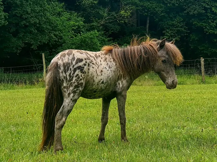 A spotted leopard-Appaloosa Falabella with a dark mane standing in a green pasture edged by trees and a wire fence.