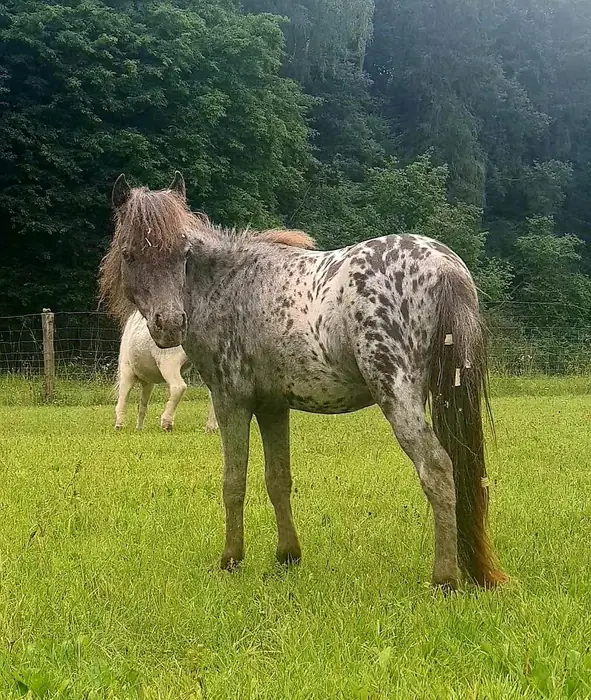 A spotted Appaloosa Falabella standing in green pasture with its tail to the camera, a paler pony grazing behind.