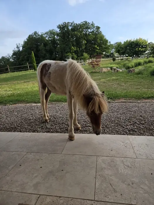 A palomino-and-white spotted Falabella grazing at the edge of a tiled patio, with pasture and trees beyond.