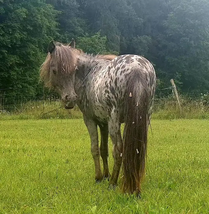 A spotted roan Falabella with a long tail standing in green pasture, facing a dark tree line.