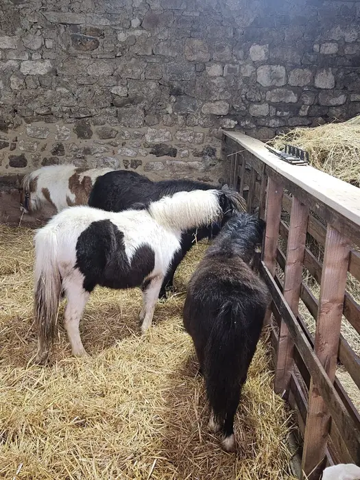 Several Falabella ponies, including a black-and-white pinto, feeding from a hay rack in a stone-walled stable on straw.