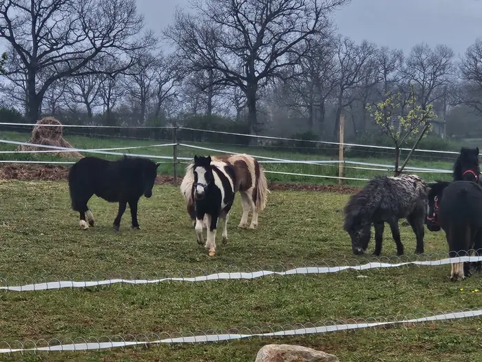 A group of Falabella miniature horses — black, pinto and grey — grazing in a fenced winter pasture with bare trees behind.