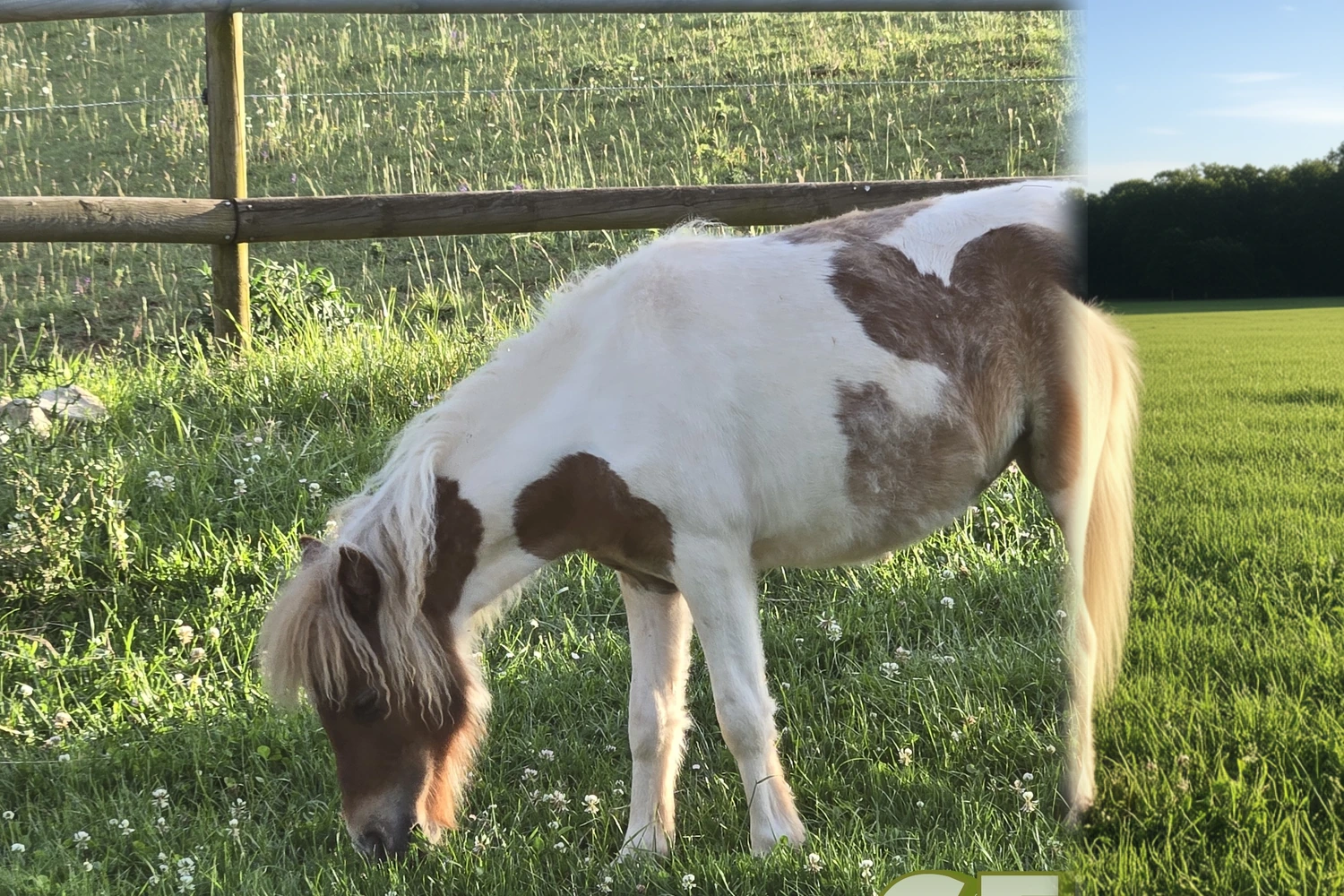 Celestina — portrait